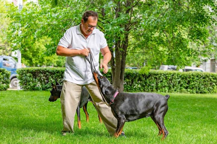 Bilan comportemental canin Bruz