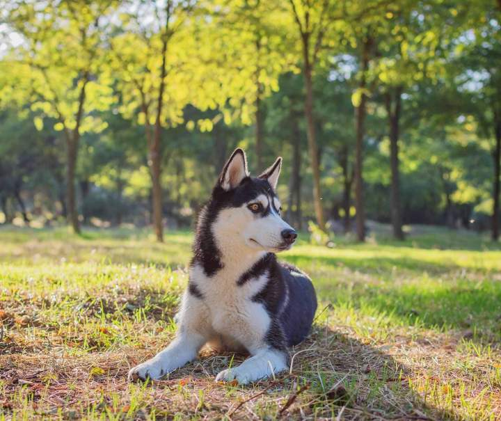 Étude du comportement canin Rennes
