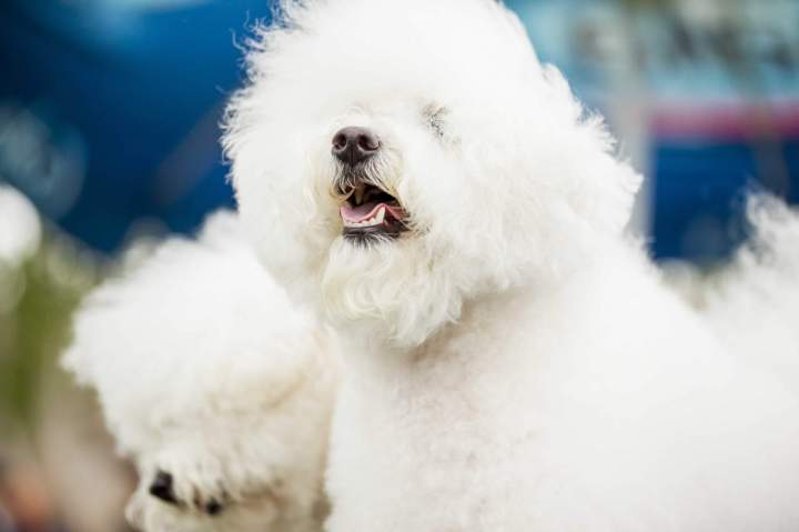 Éducation canine Vitré