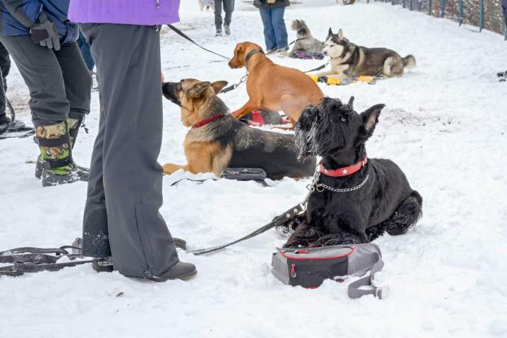 Comportementaliste canin Vitré