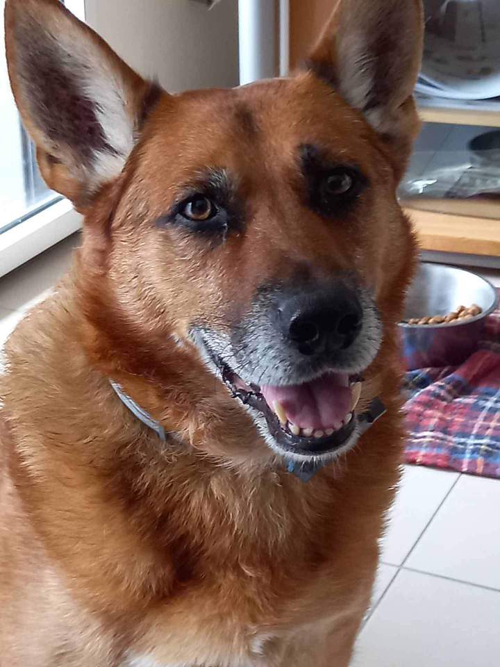 Coach canin comportementaliste Rennes