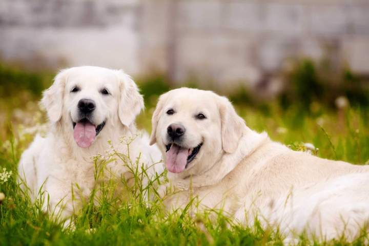 Éducation positive Châteaubriant