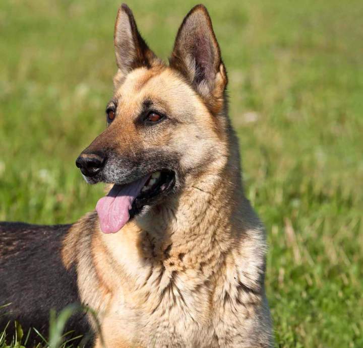 Spécialiste comportement canin Rennes