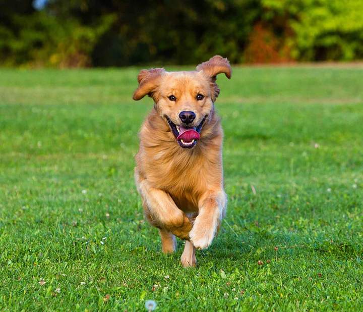 Consultant comportement canin Rennes