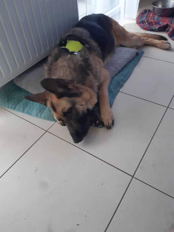 Expert en éducation comportementale canine Rennes