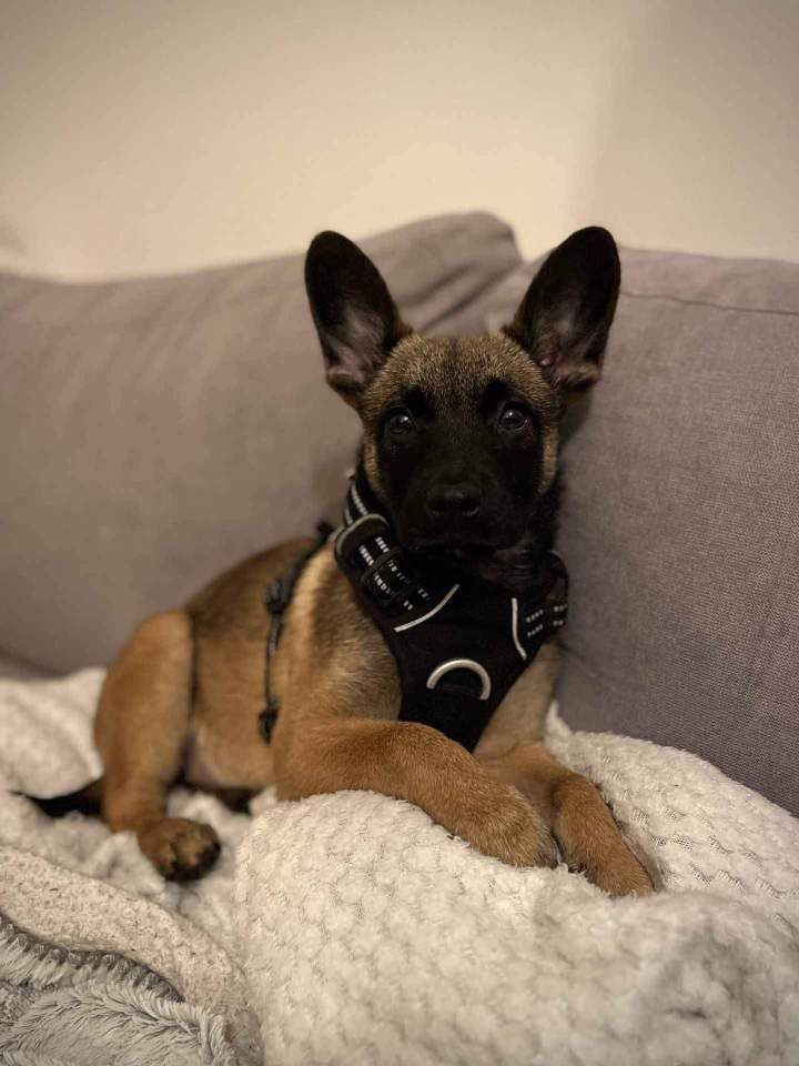 Spécialiste éducation et comportement canin Rennes