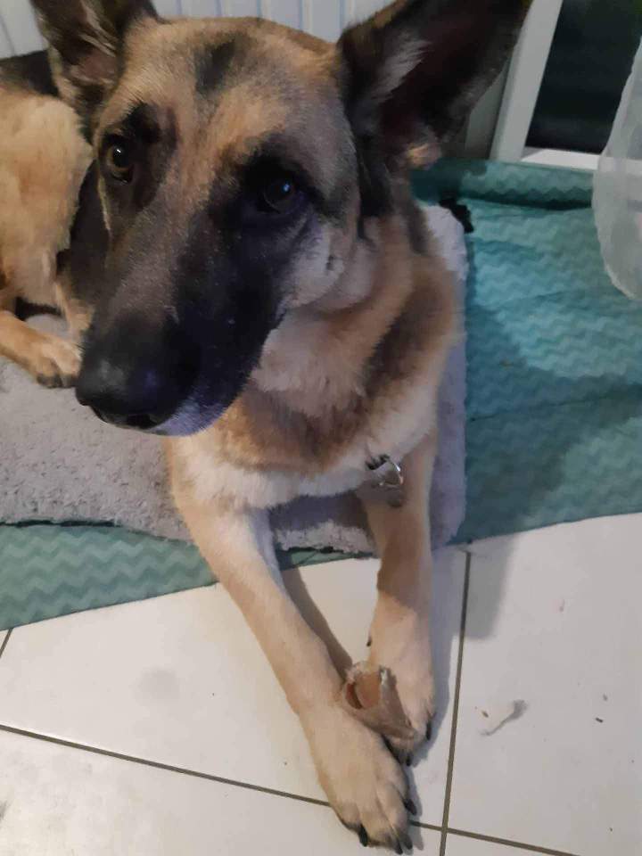 Éducateur canin comportement Rennes