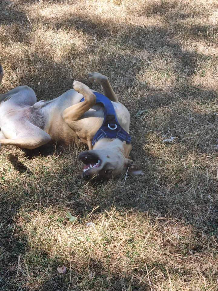 Éducateur canin et comportementaliste Rennes