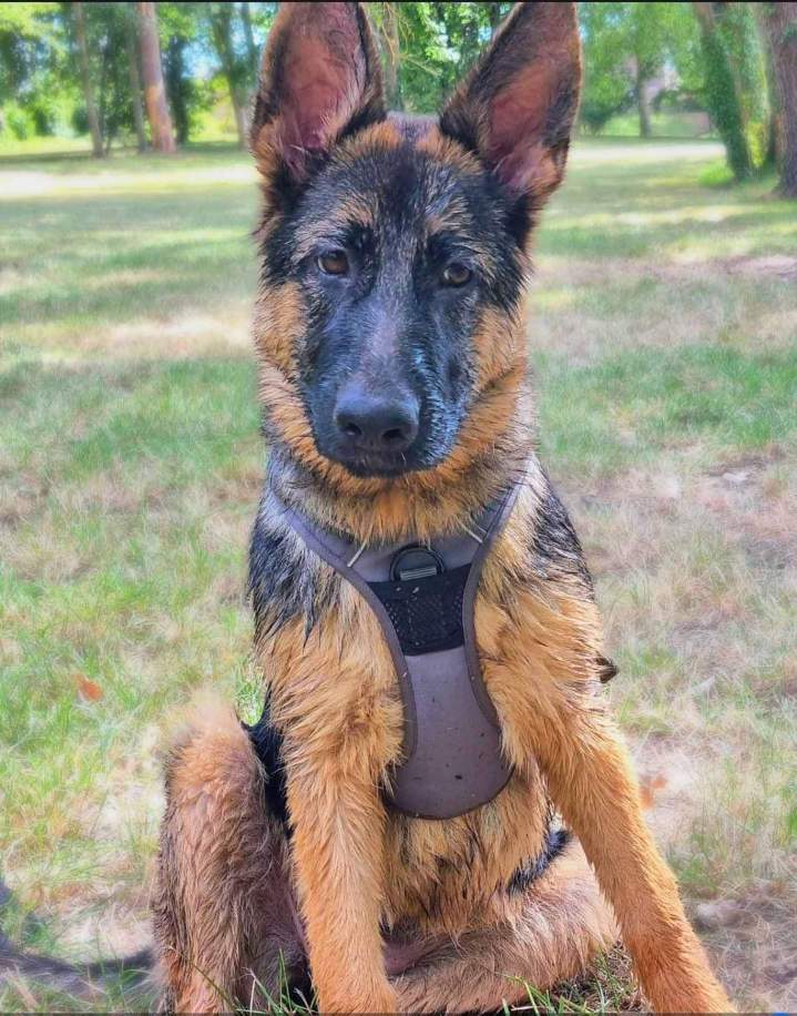 Éducateur comportementaliste canin Rennes