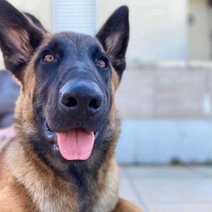 Éducation et comportement canin Rennes