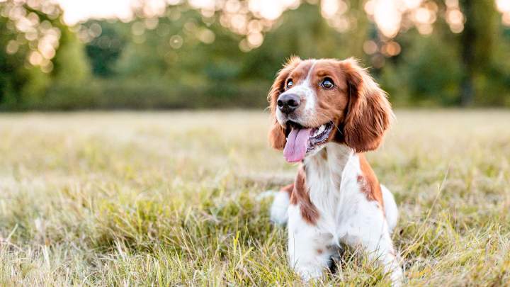 Éducateur comportementaliste canin Rennes