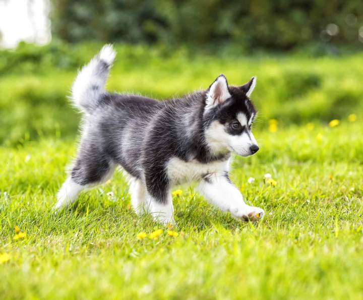 Éducateur canin comportemental professionnel Rennes